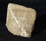 Goniophyllum pyramidale (HISINGER 1831) - Bild © FossNet FossilienStore